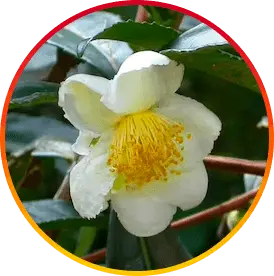 camellia-sinensis