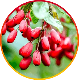 berberine